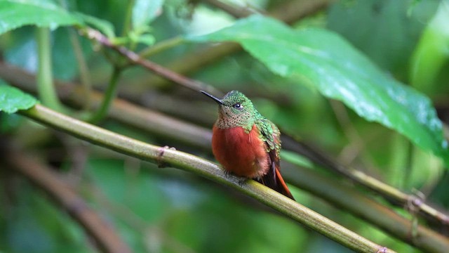 kolibřík peruánský - ML609262341