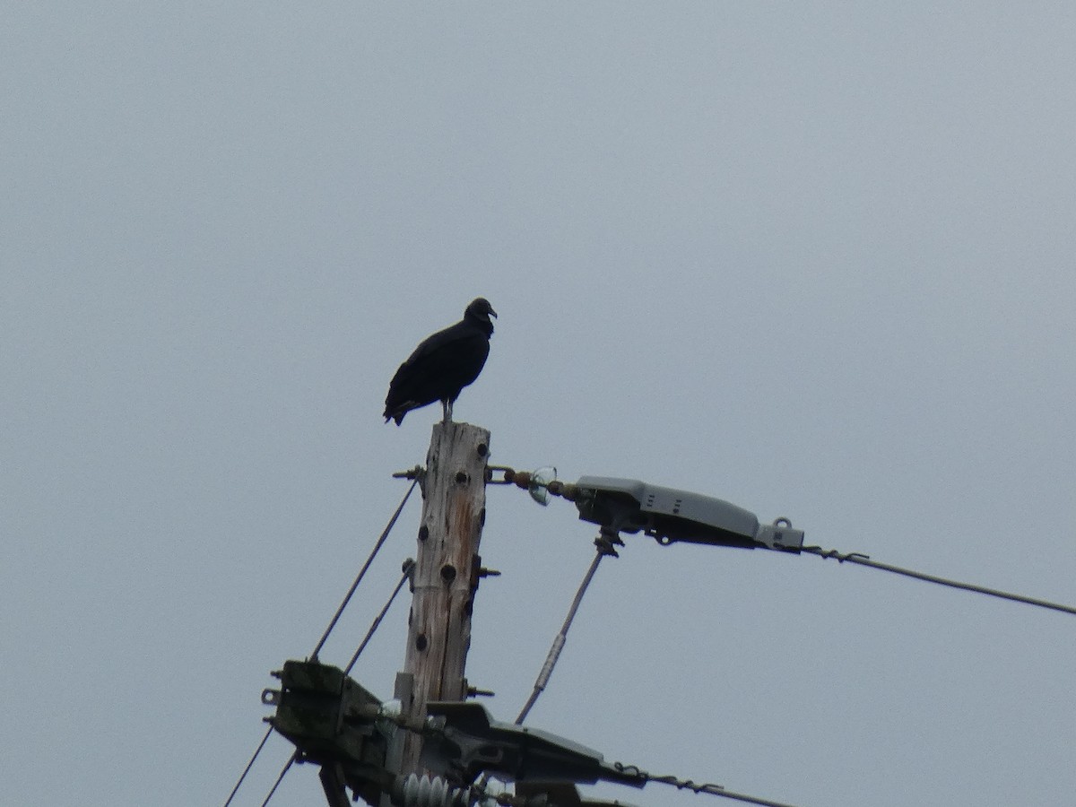 Black Vulture - ML609262624