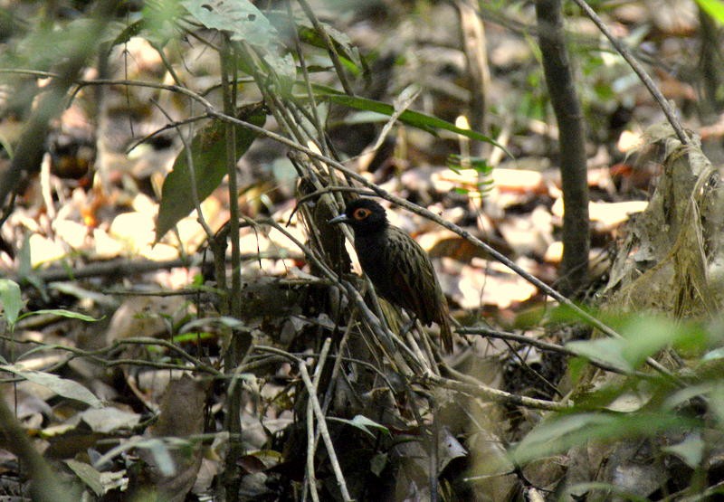 Black-spotted Bare-eye - Otto Valerio   Amazonas Birding