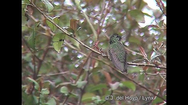 Green-backed Firecrown - ML609262935