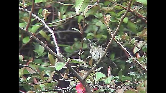 Green-backed Firecrown - ML609262959