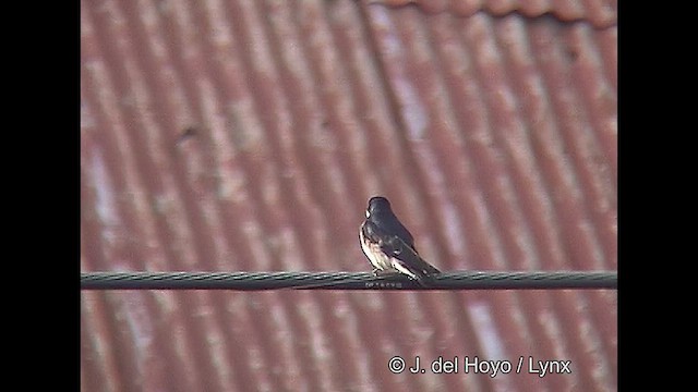 Chilean Swallow - ML609263002