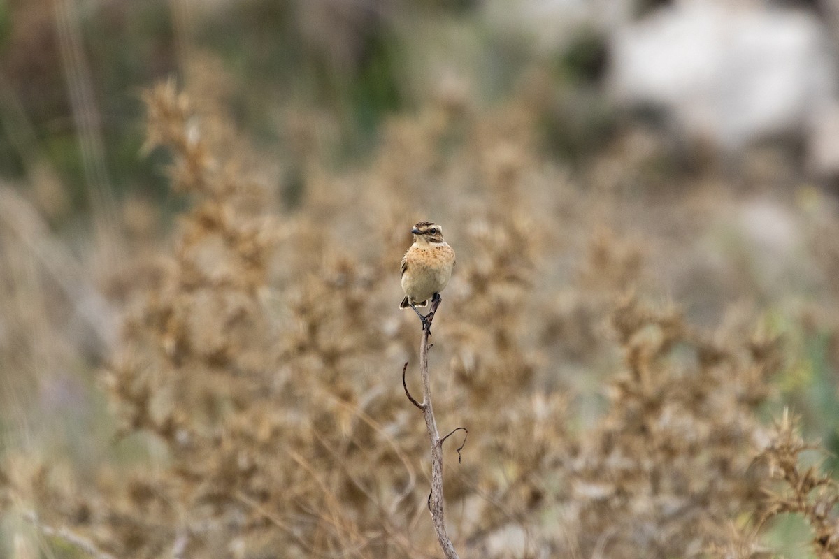 Whinchat - ML609263033