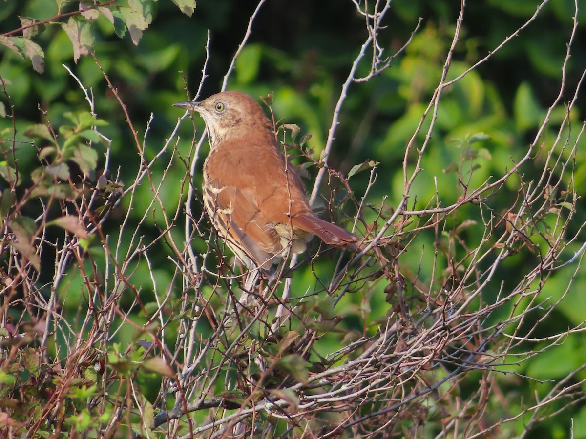 Brown Thrasher - ML609263144