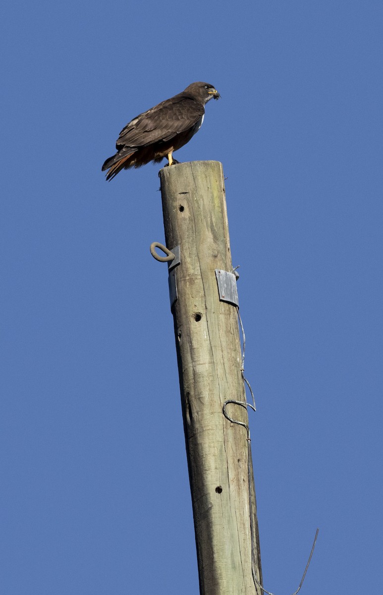 Red-tailed Hawk (costaricensis) - ML609263212