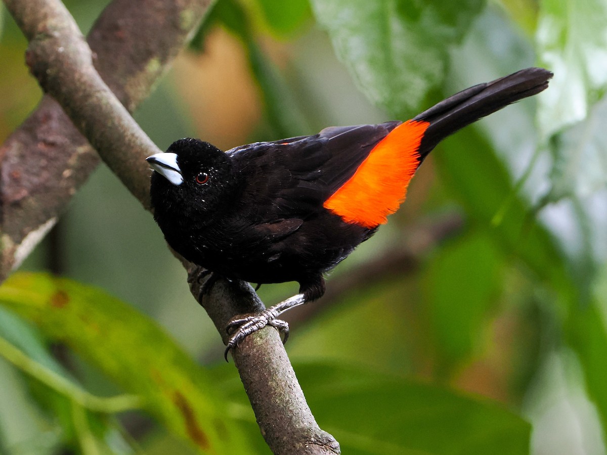 Alev Sokumlu Tangara (flammigerus) - ML609263324