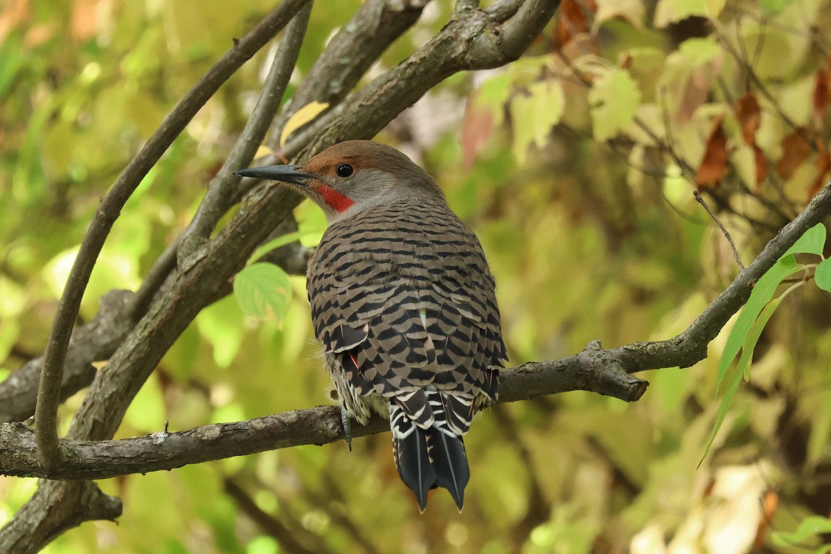 Northern Flicker (Red-shafted) - ML609263557