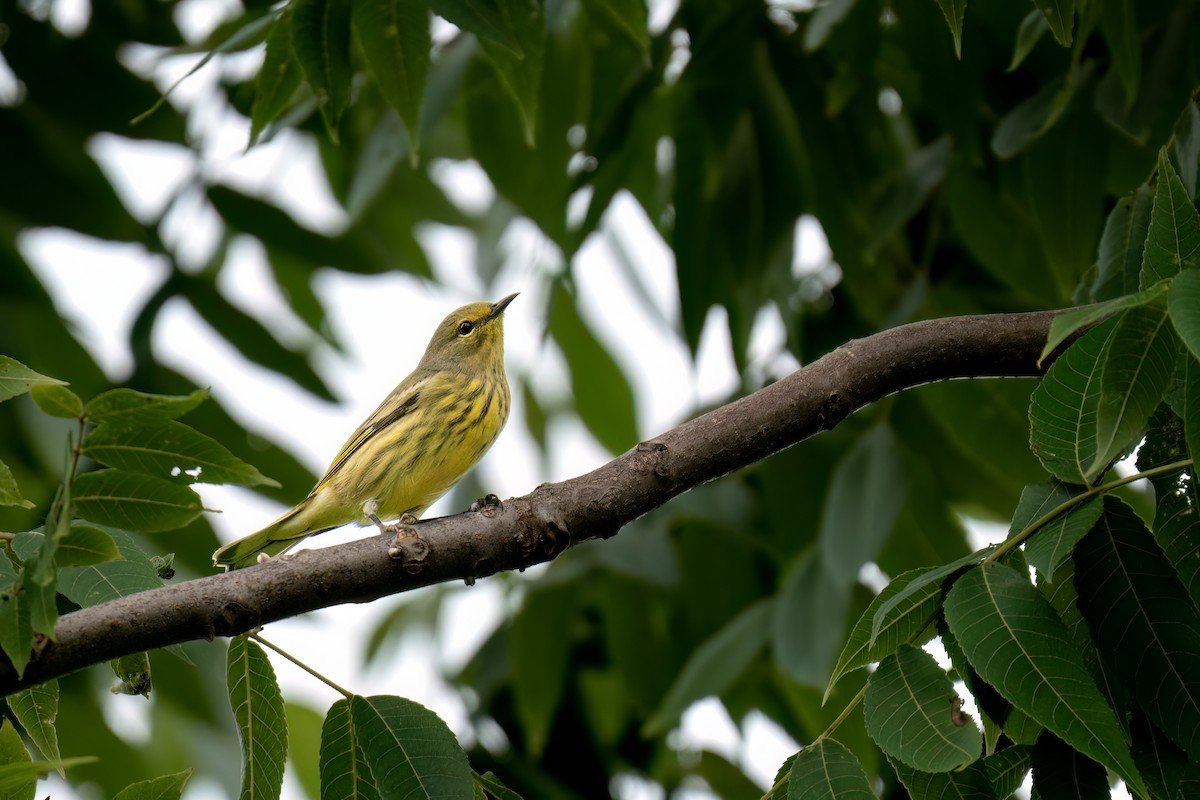 Cape May Warbler - ML609263727