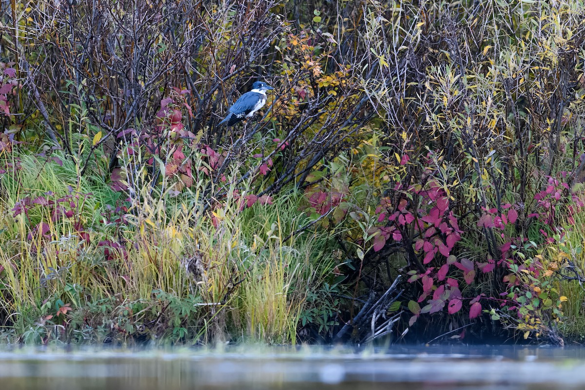 Belted Kingfisher - ML609263964