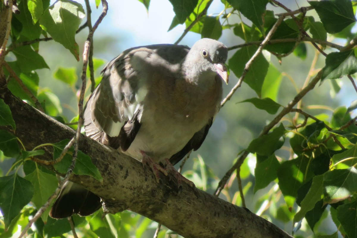 Common Wood-Pigeon - ML609264115