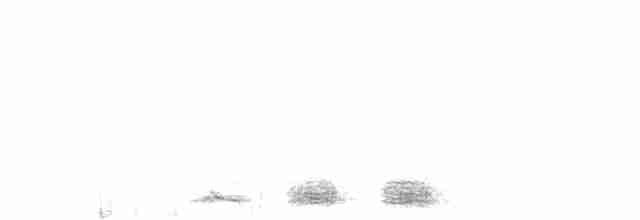 Trogon élégant (groupe ambiguus) - ML609264211
