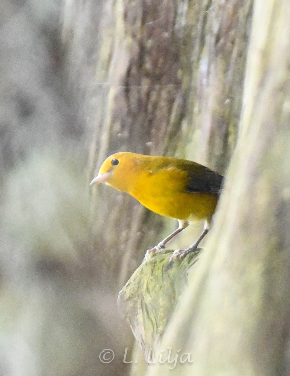 Prothonotary Warbler - ML609264279