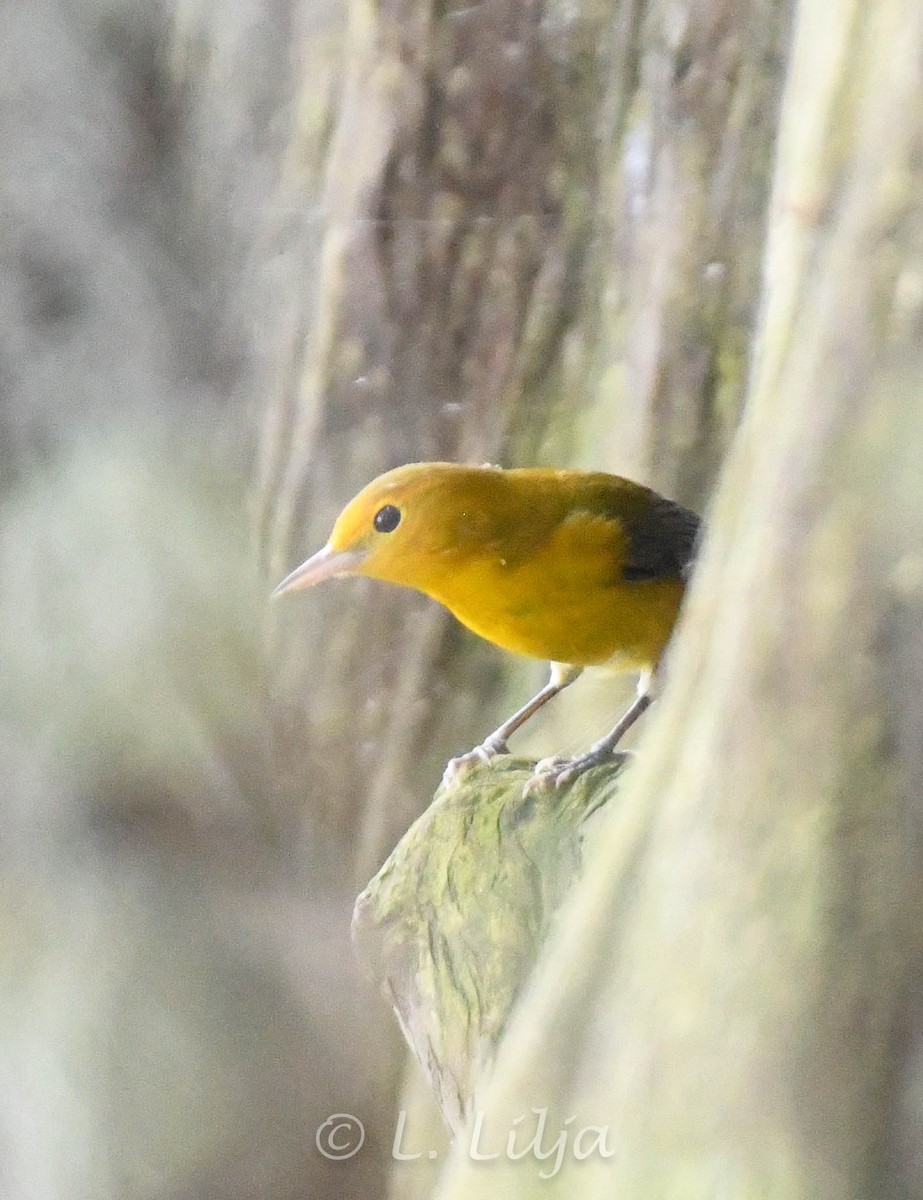Prothonotary Warbler - ML609264280