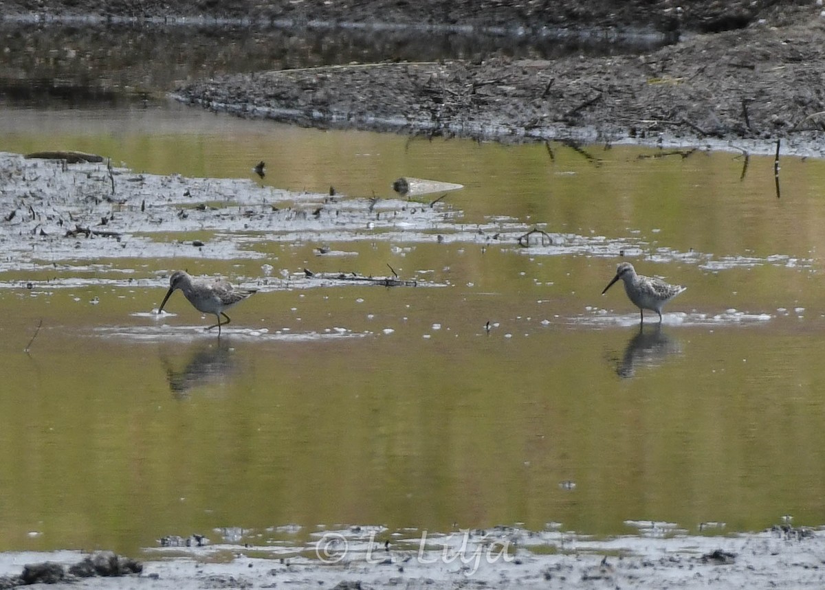 Stilt Sandpiper - ML609264361