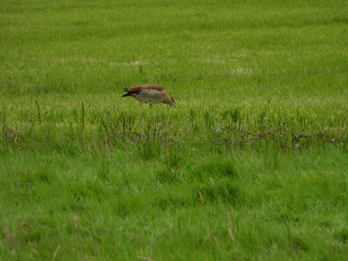 Egyptian Goose - ML609264455