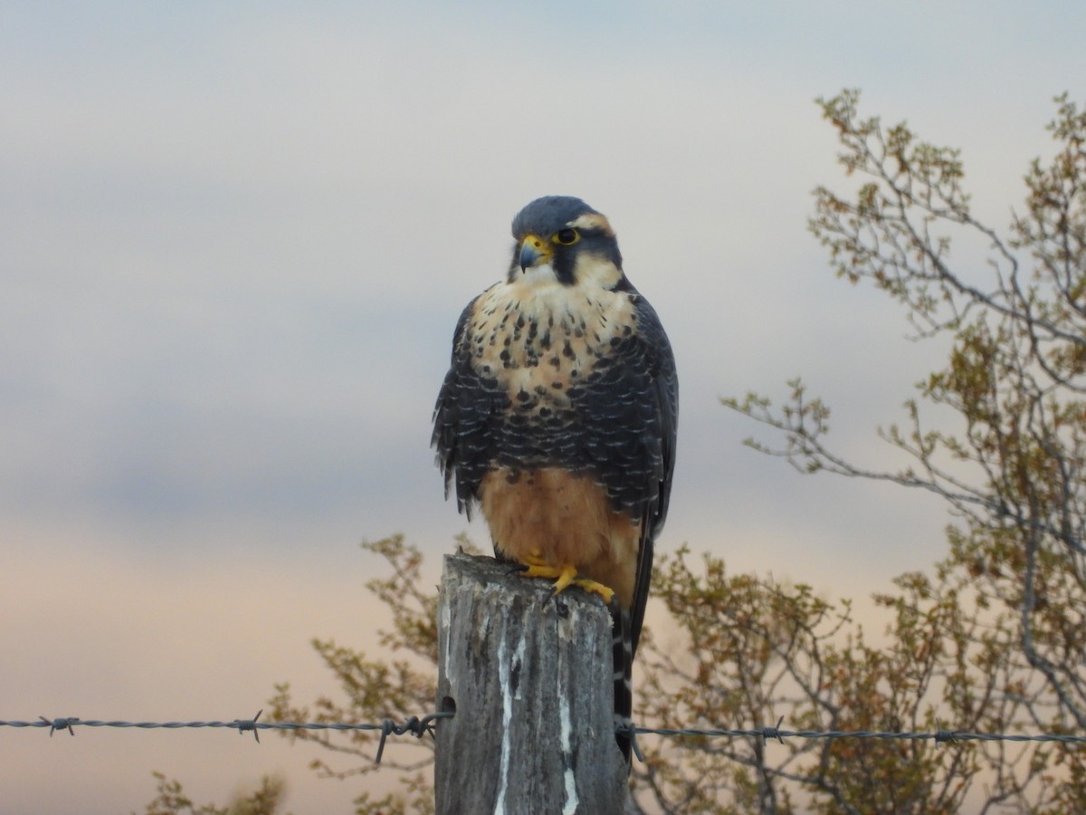 Aplomado Falcon - Más Aves
