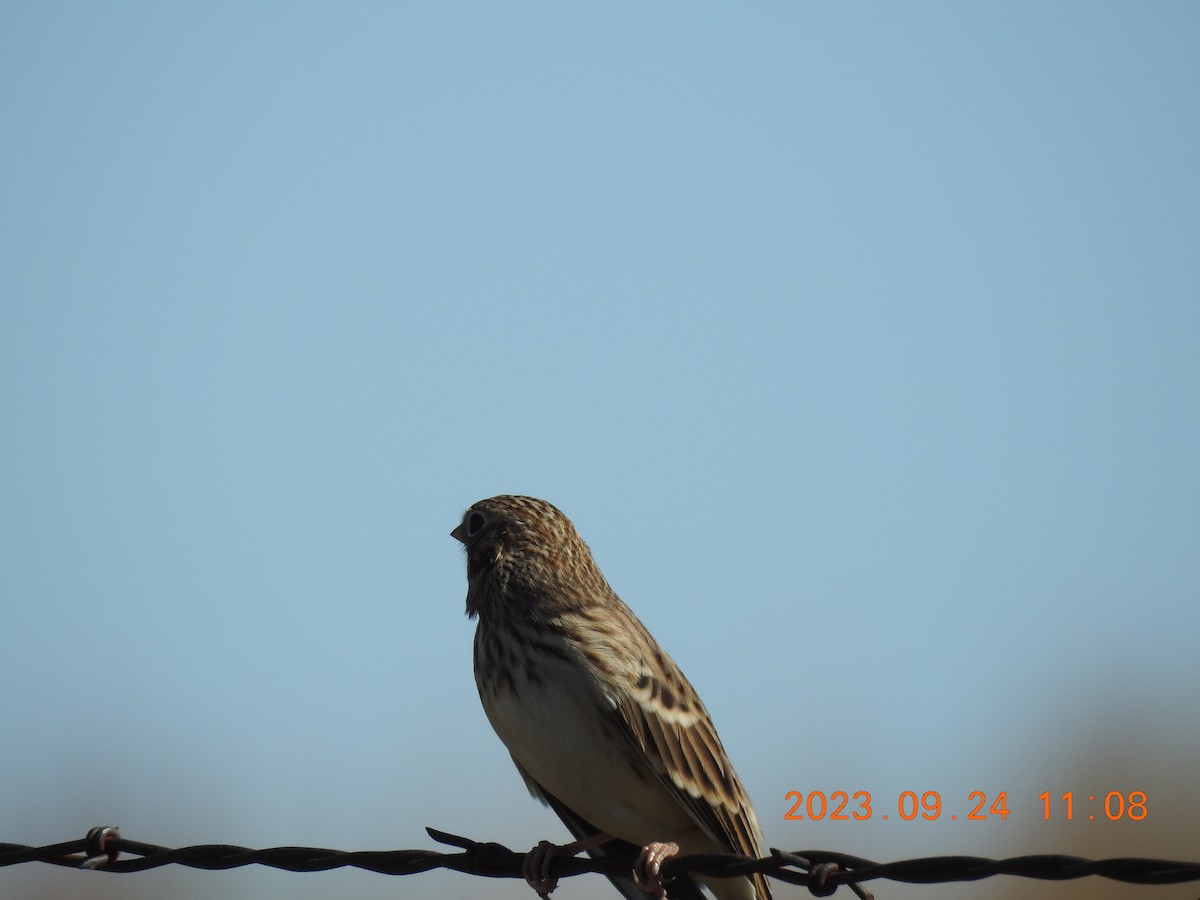 Vesper Sparrow - ML609264737