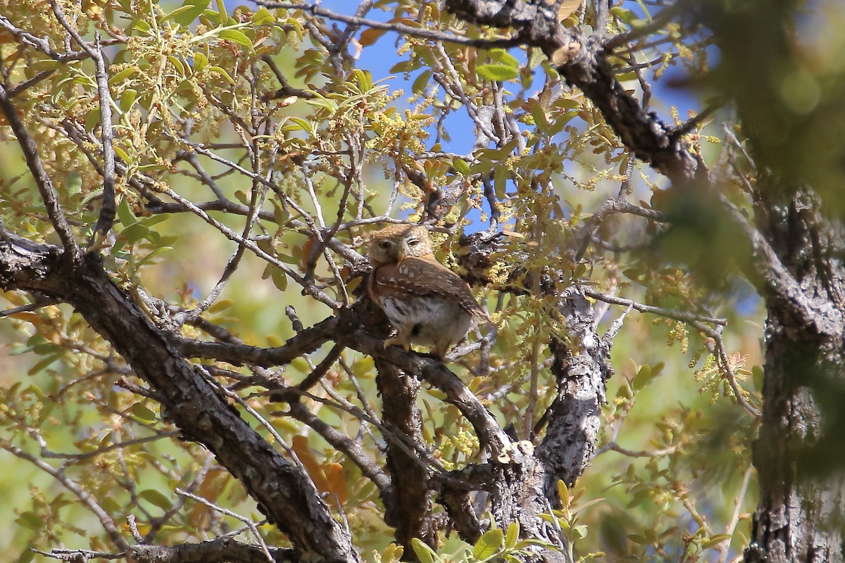 Northern Pygmy-Owl (Mountain) - ML609264758