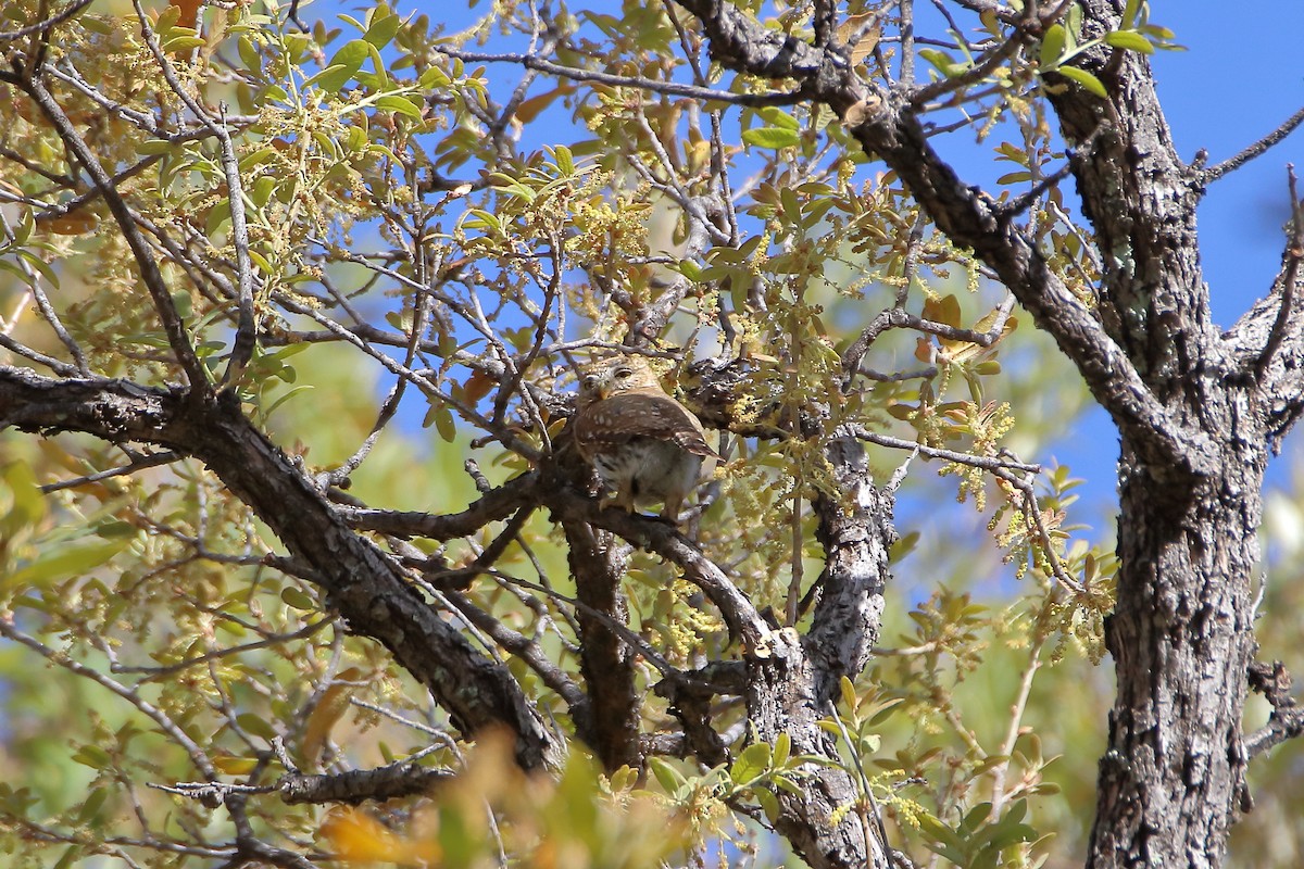 Northern Pygmy-Owl (Mountain) - ML609264766
