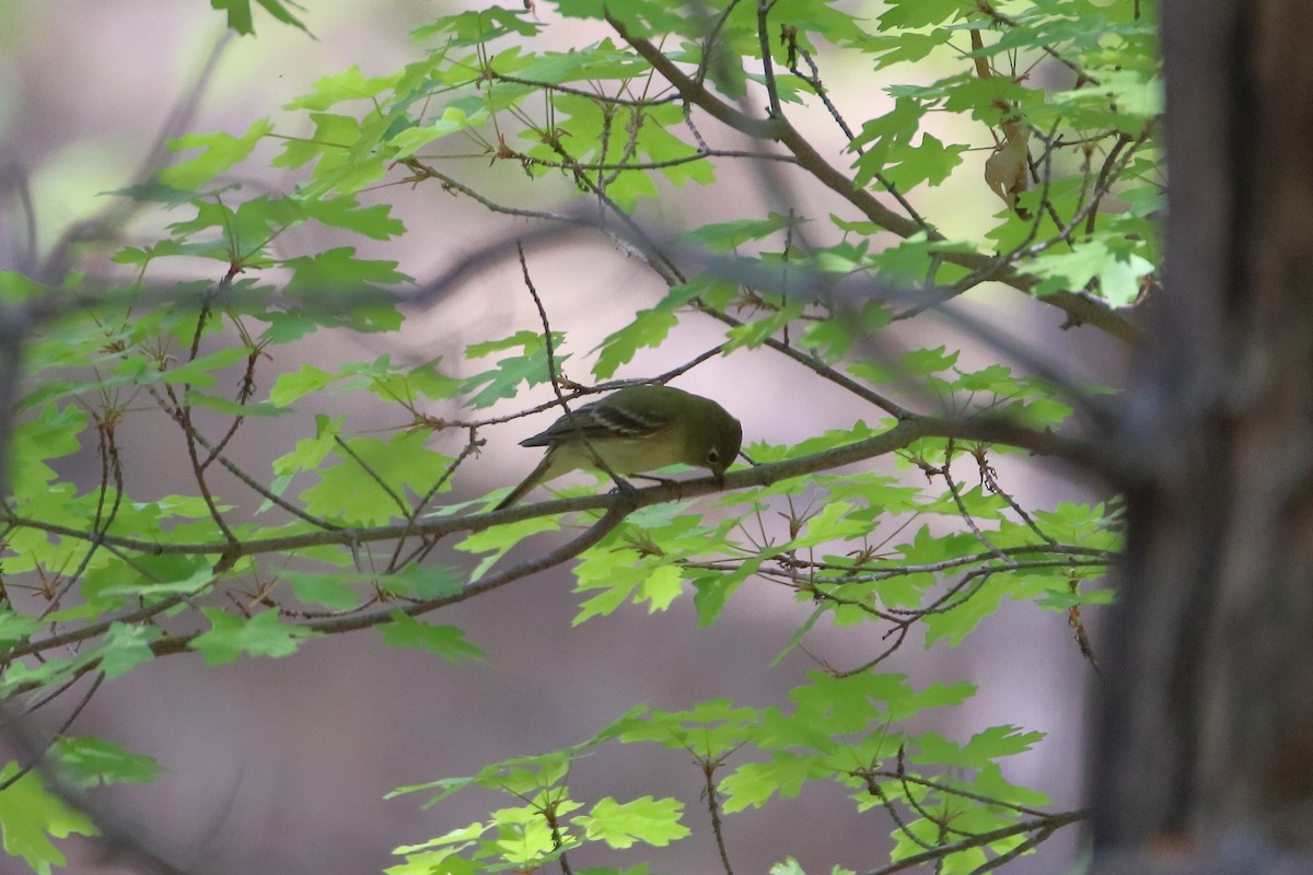 Pacific-slope/Cordilleran Flycatcher (Western Flycatcher) - ML609264808