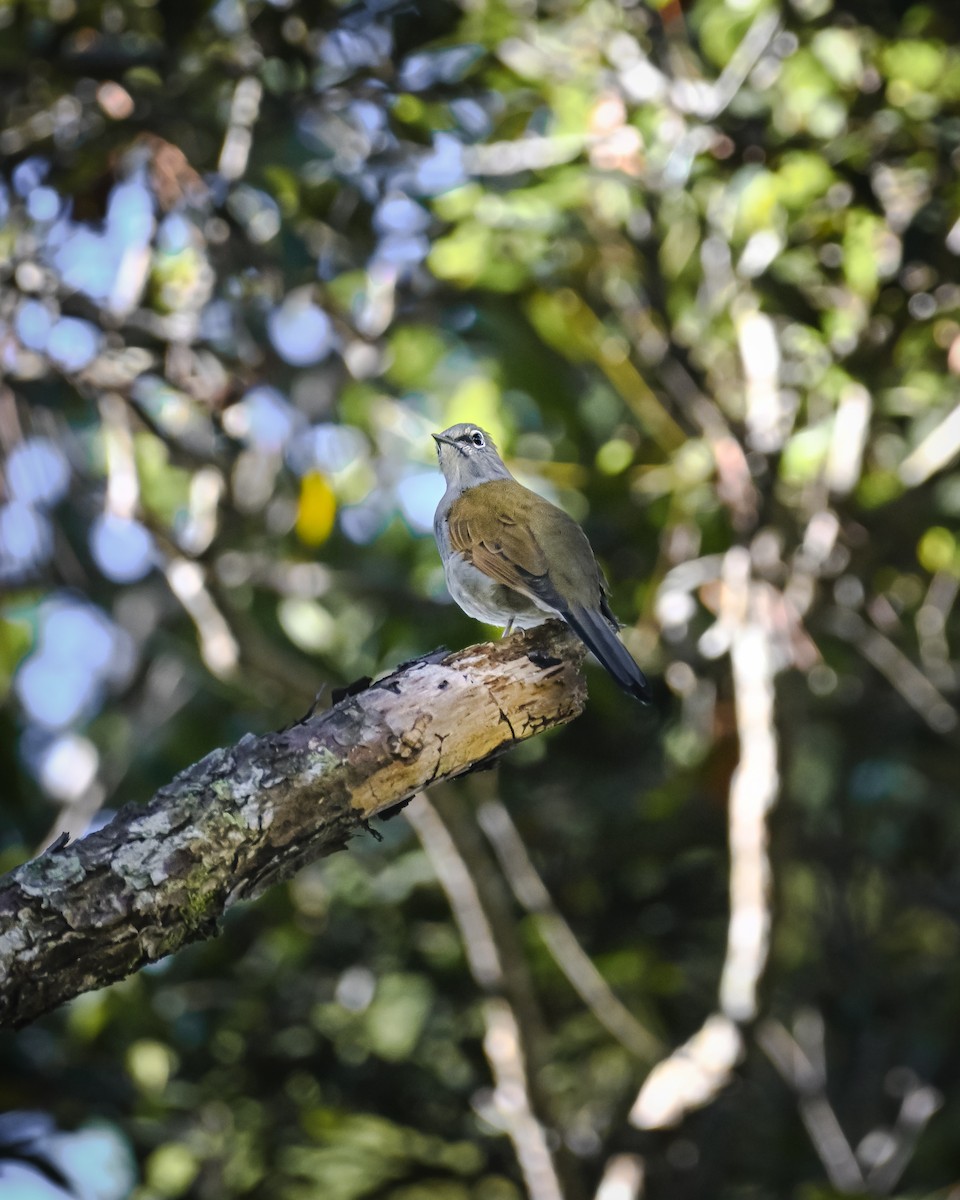 Brown-backed Solitaire - ML609264839