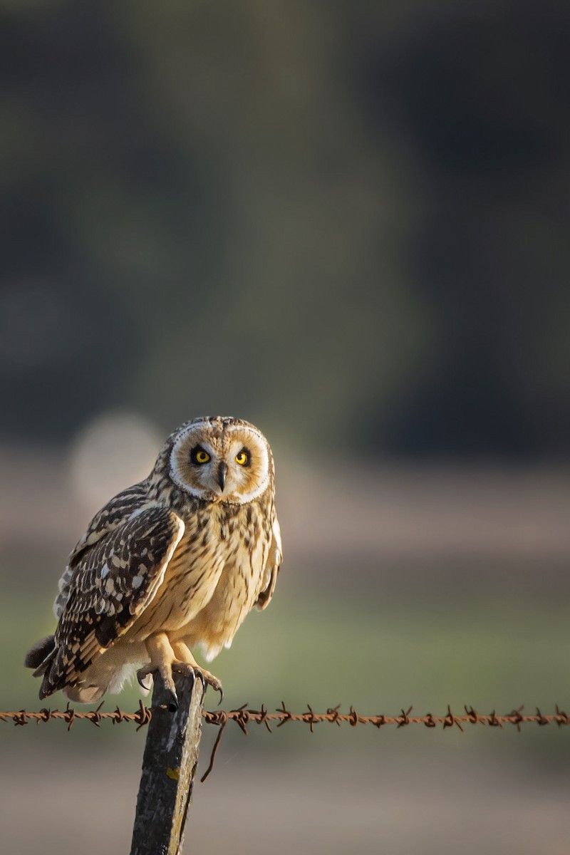 Short-eared Owl - ML609264898