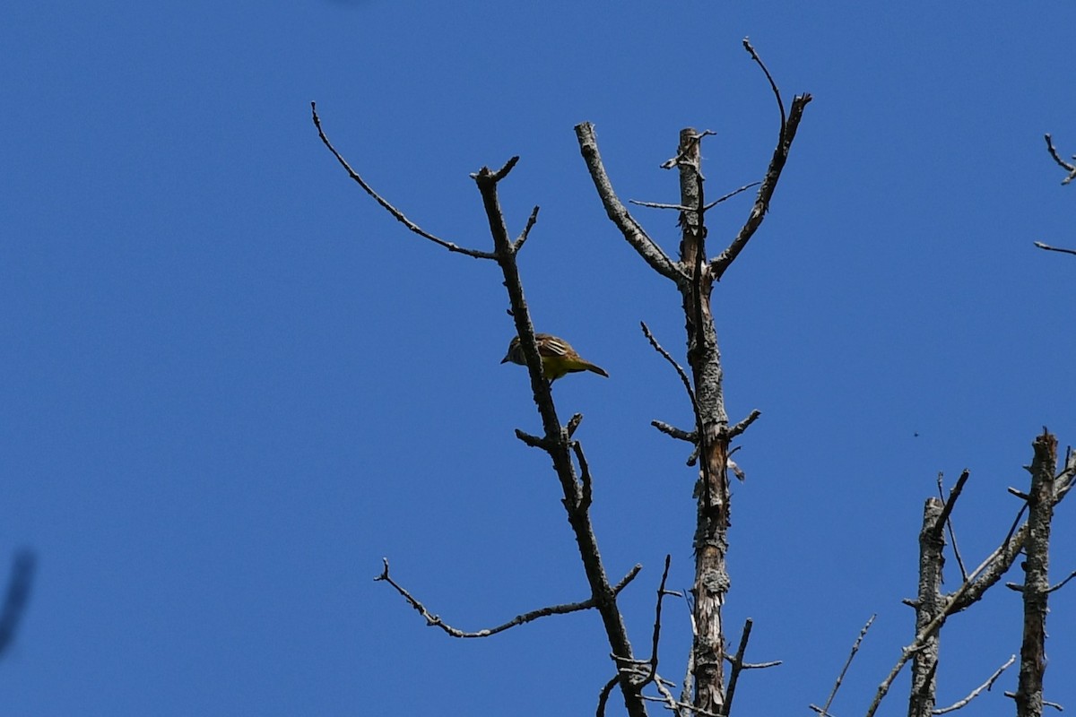 Great Crested Flycatcher - ML609265109