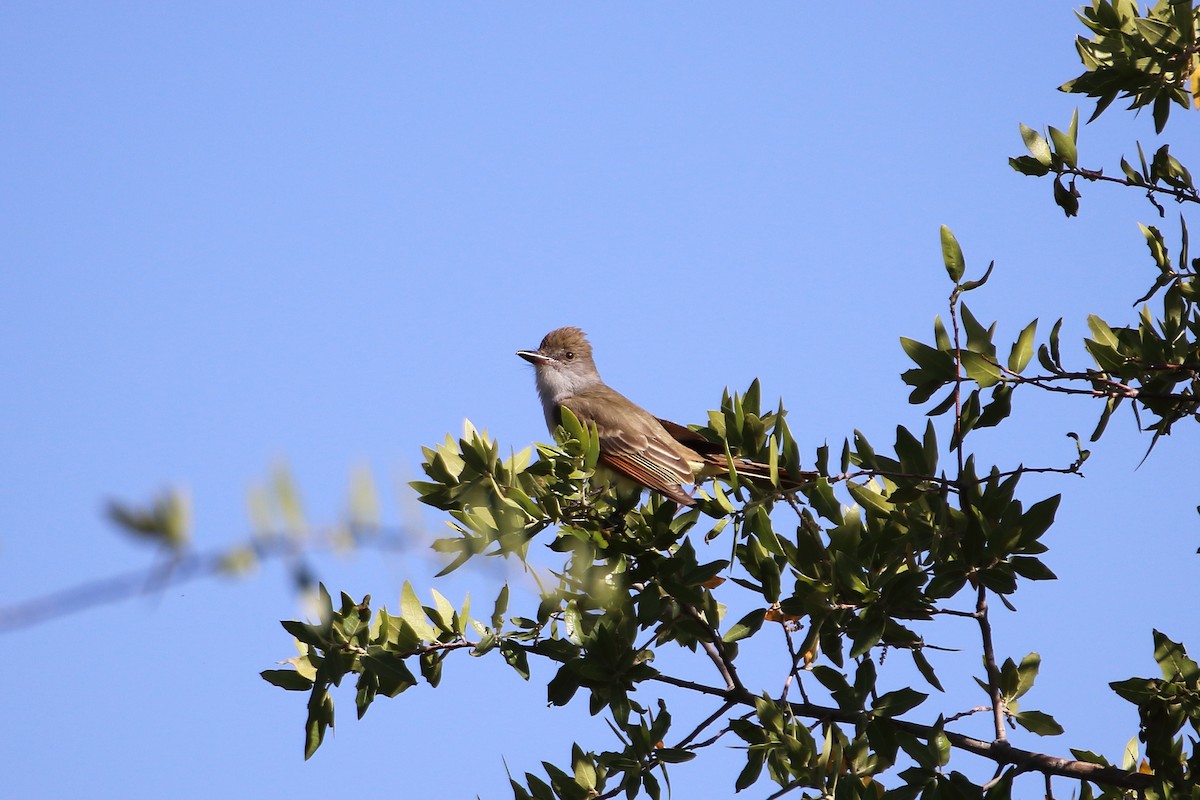 Brown-crested Flycatcher (Arizona) - ML609265149