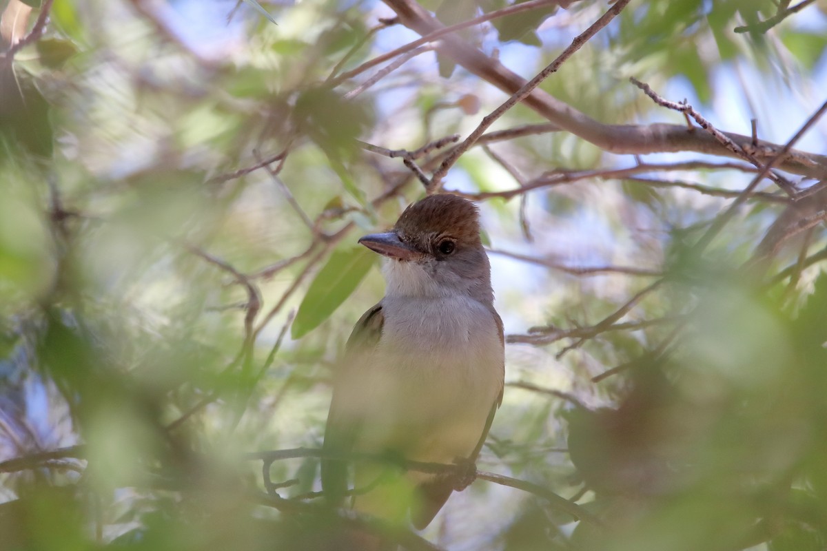 Brown-crested Flycatcher (Arizona) - Daniel  Bellich