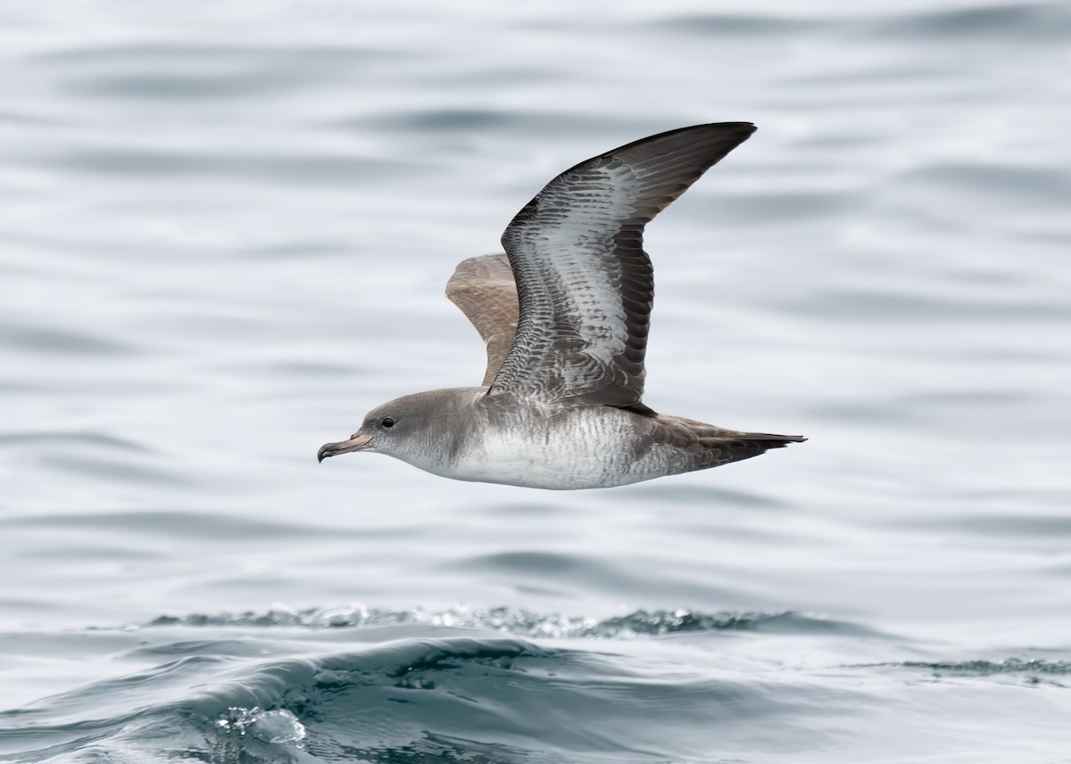Pink-footed Shearwater - ML609265396