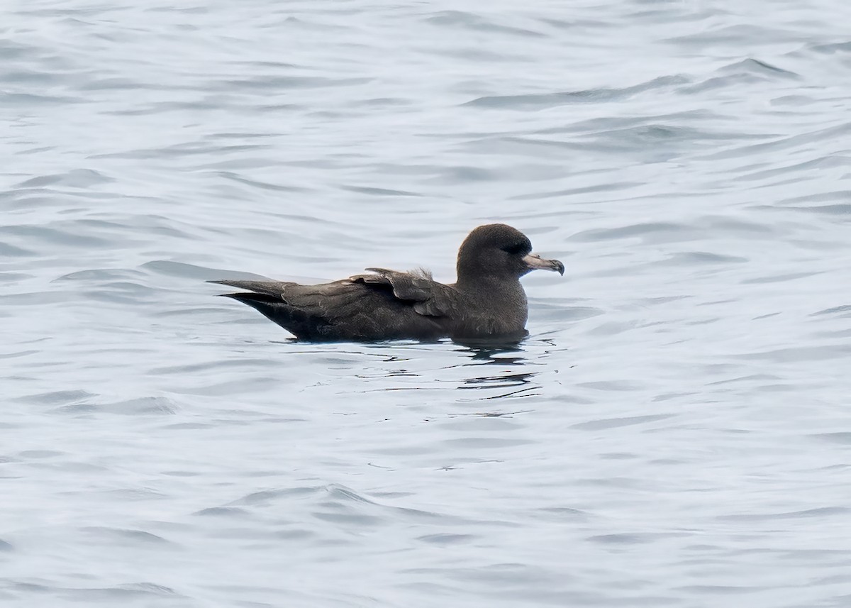 Flesh-footed Shearwater - ML609265448