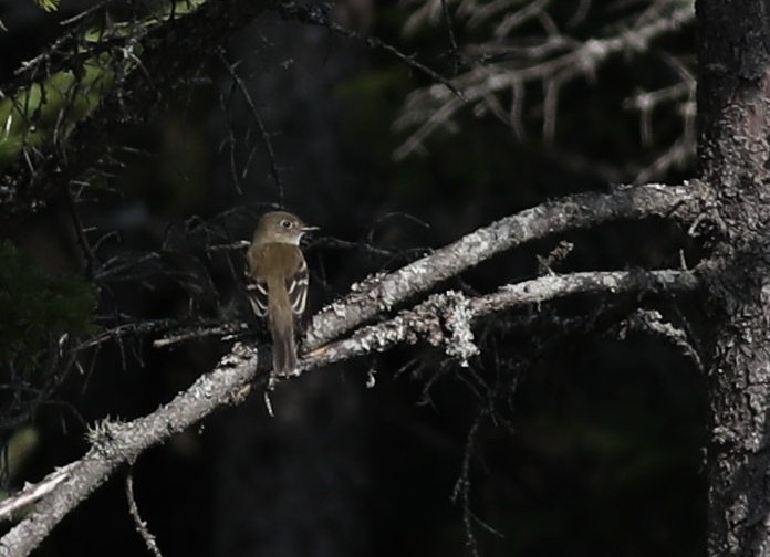 Least Flycatcher - Nathan Dubrow