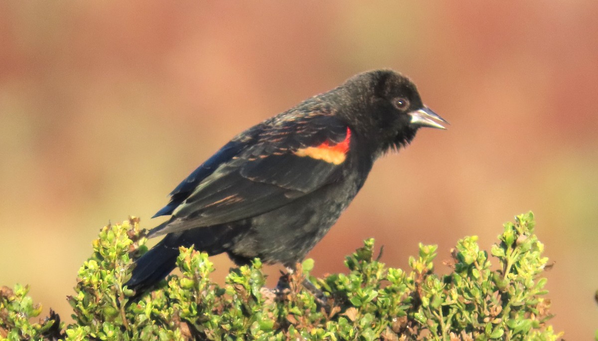 Red-winged Blackbird - ML609266867