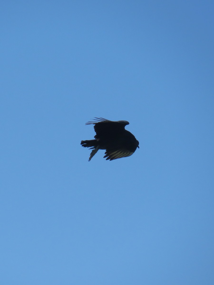 Black Vulture - ML609266885