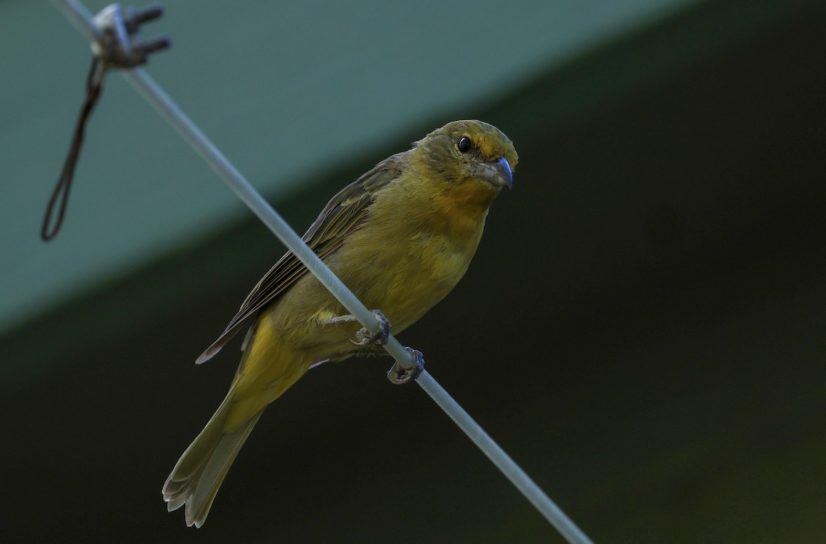 Western Tanager - ML609266932