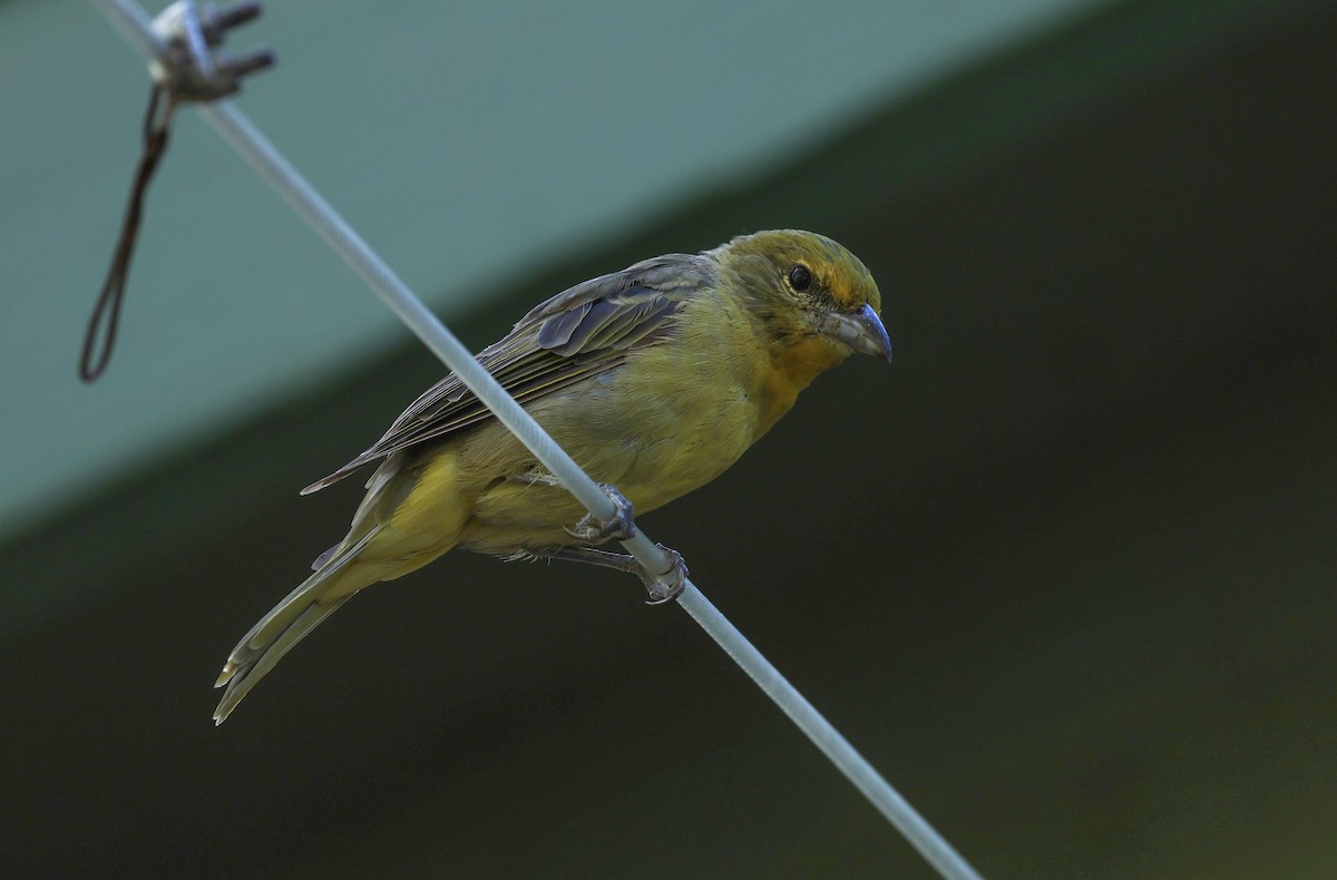Western Tanager - ML609266933