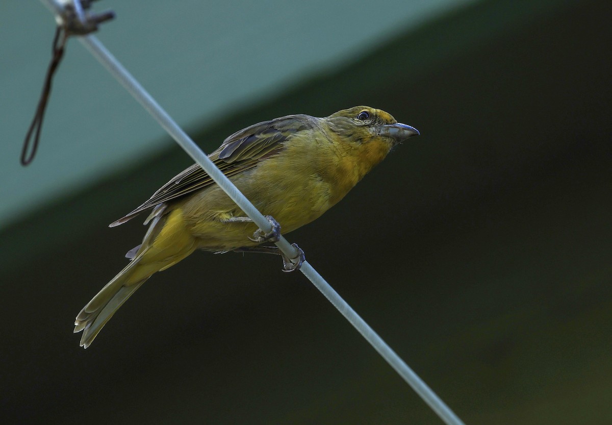 Western Tanager - ML609266935