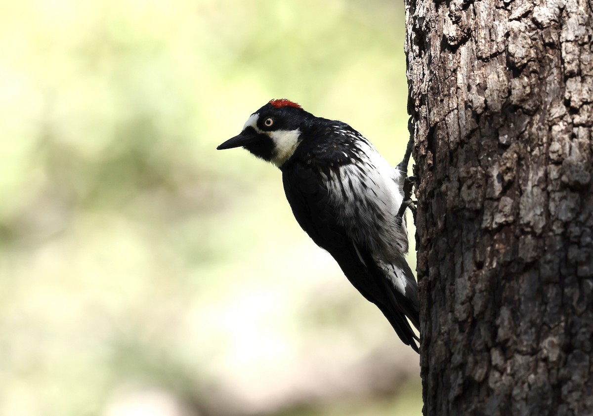 Acorn Woodpecker - ML609266986