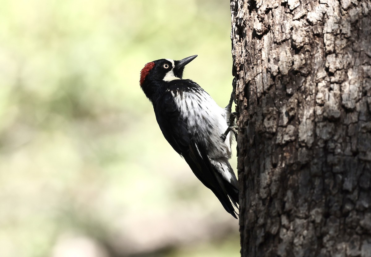 Acorn Woodpecker - ML609266988