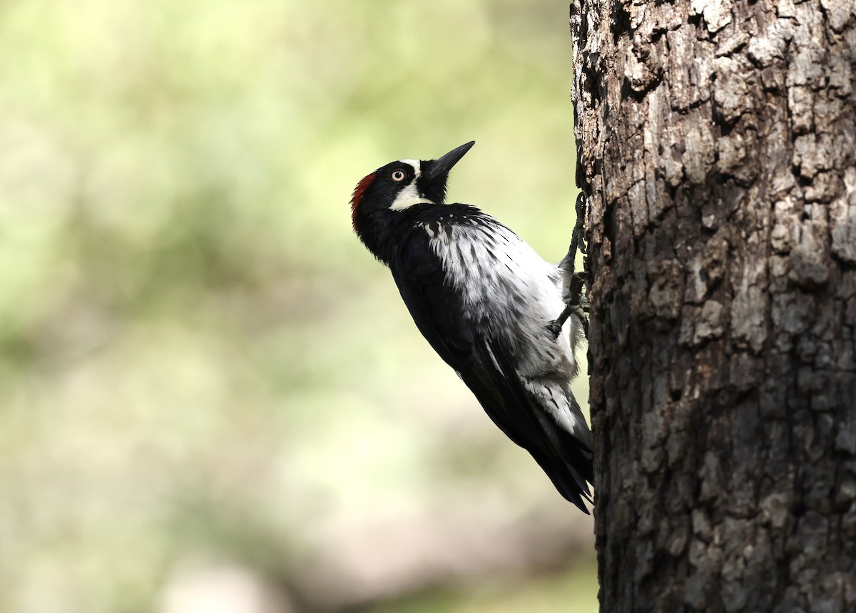 Acorn Woodpecker - ML609266990