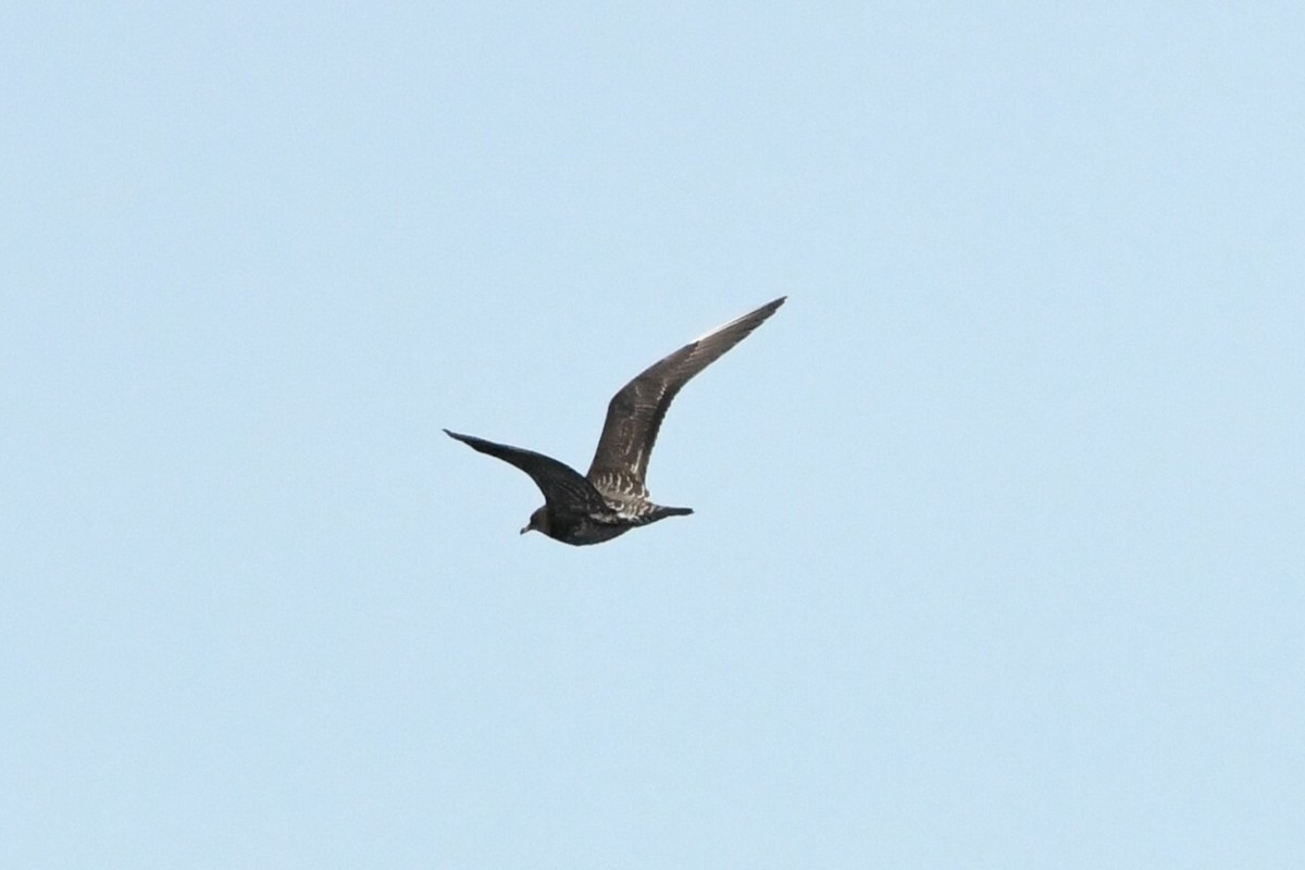 Long-tailed Jaeger - ML609267048