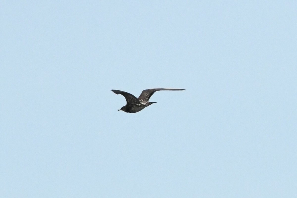 Long-tailed Jaeger - ML609267051