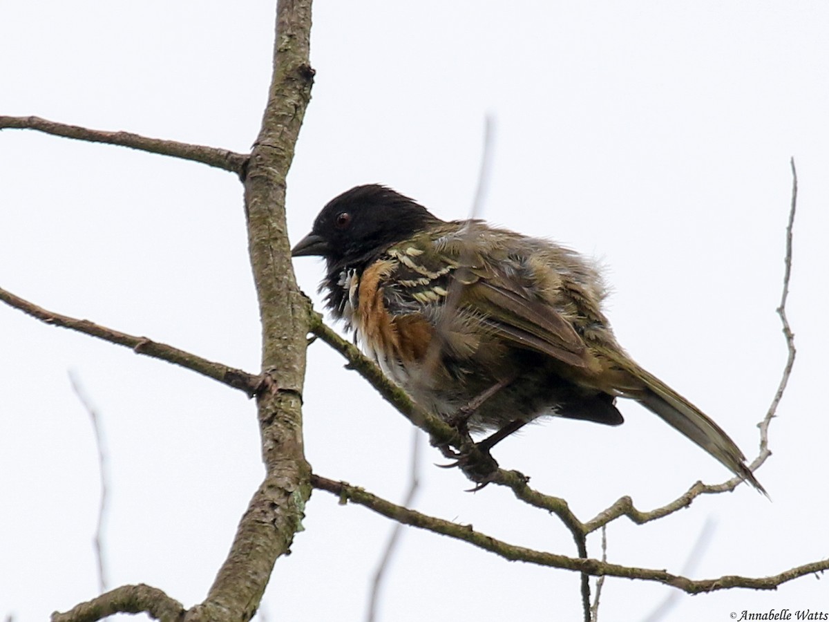 Spotted Towhee (Olive-backed) - ML609267161