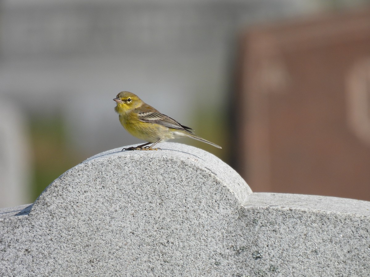 Pine Warbler - ML609267178