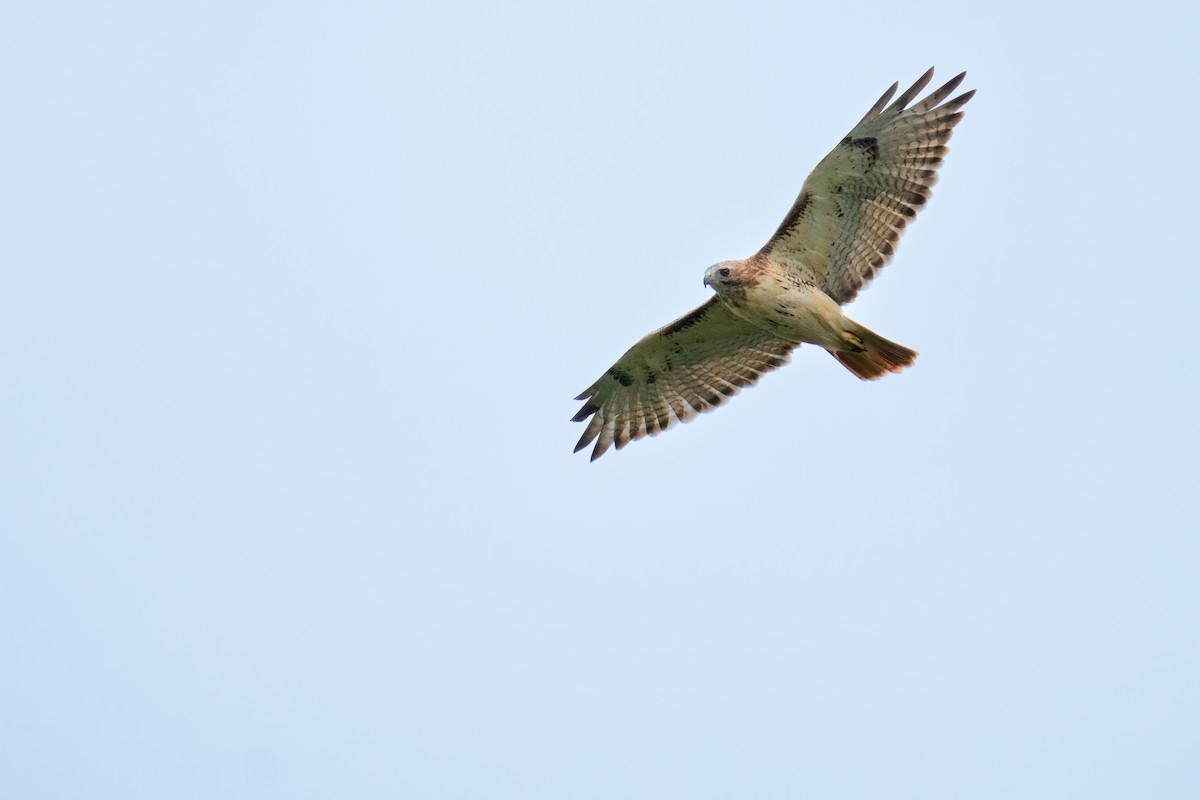 Red-tailed Hawk - ML609267183