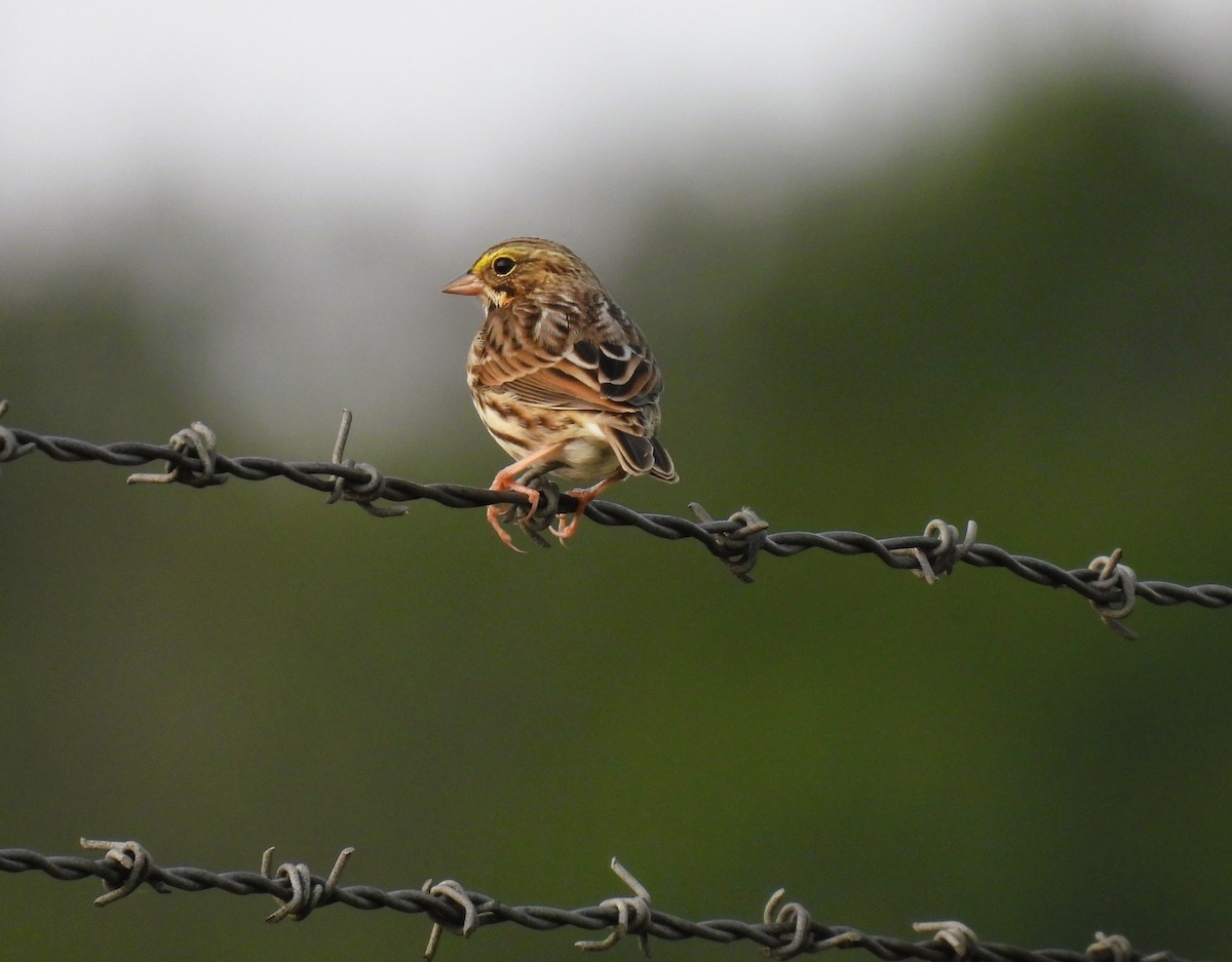Savannah Sparrow - ML609267254