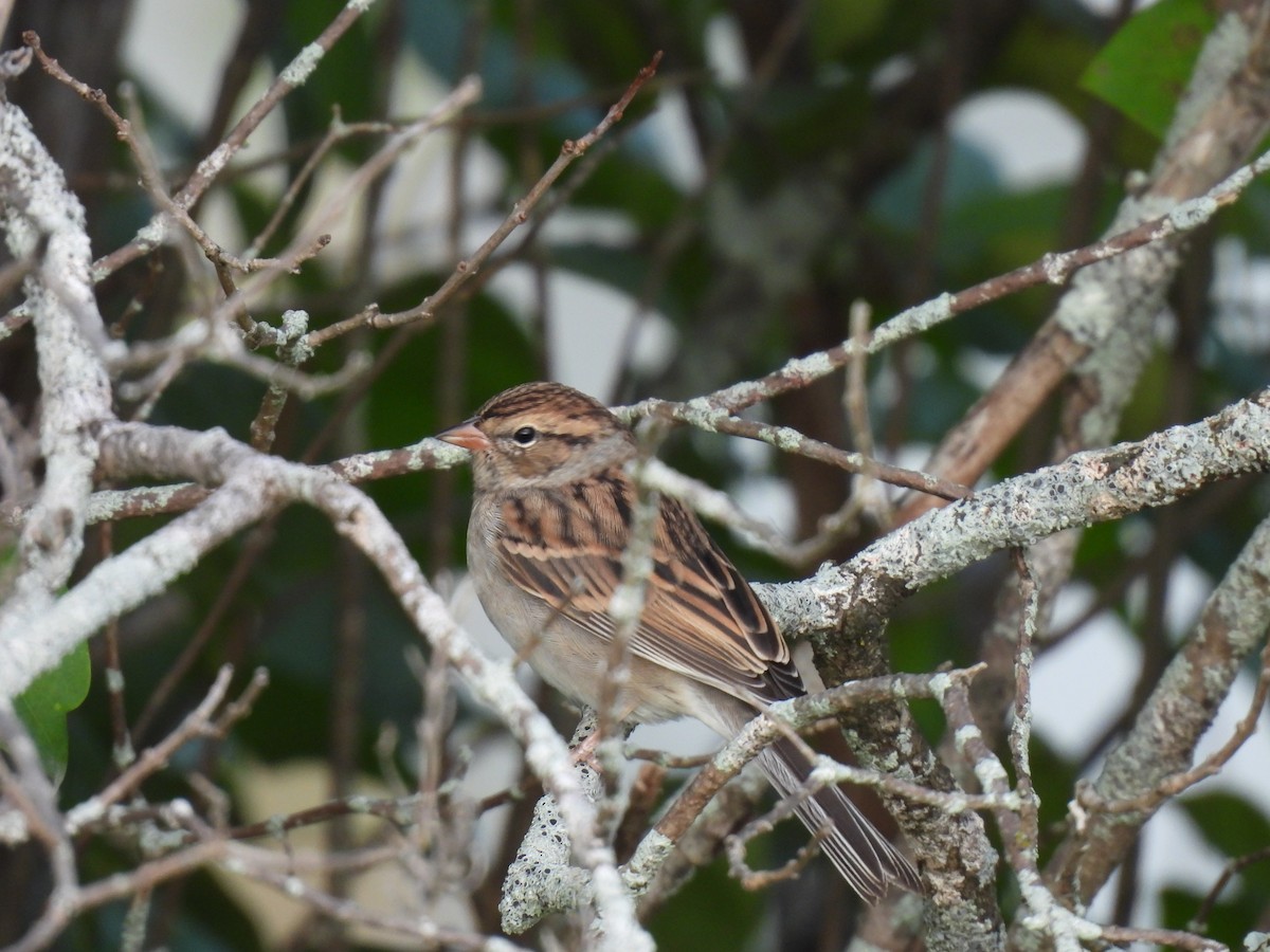 Chipping Sparrow - ML609267367