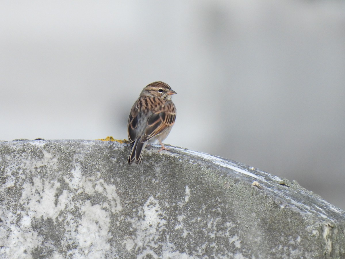 Chipping Sparrow - ML609267396