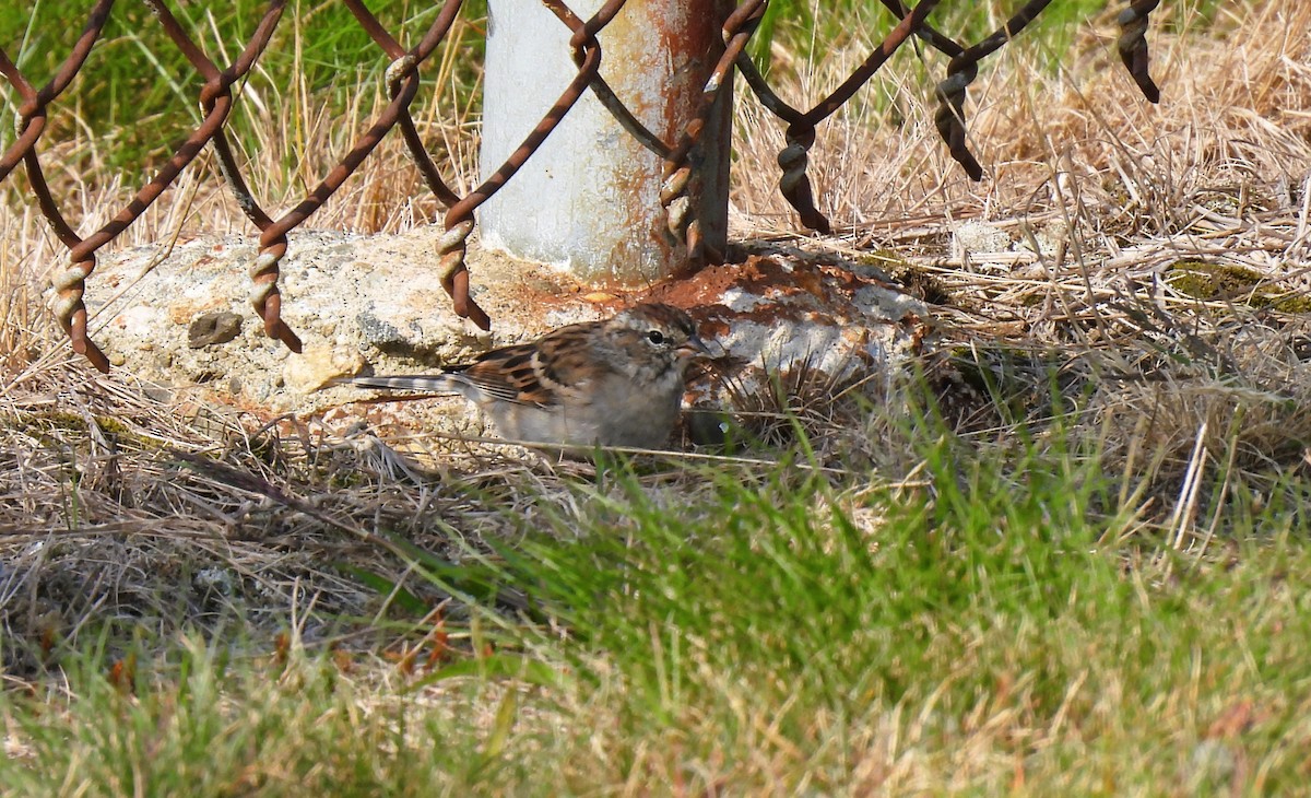 Chipping Sparrow - ML609267398