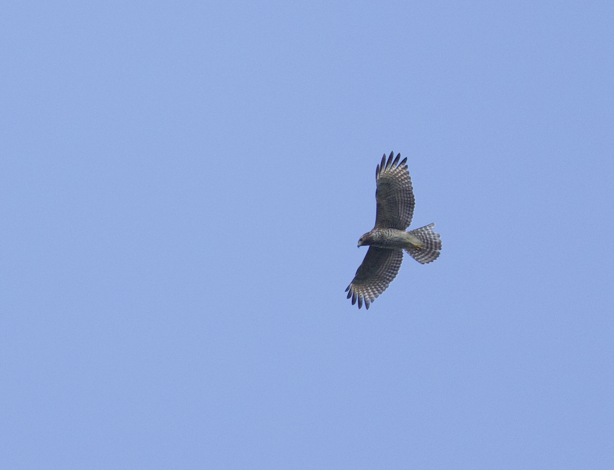 Red-shouldered Hawk (extimus) - ML609267512